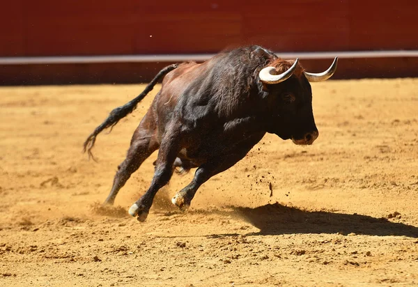 Europese Bull Runniung Spaanse Arena — Stockfoto