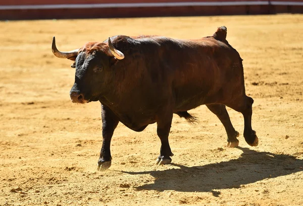 Europäischer Stier Läuft Spanischer Stierkampfarena — Stockfoto