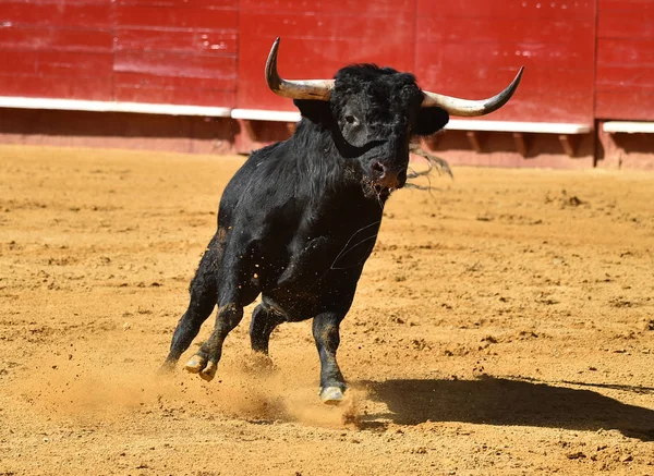 スペインの闘牛場でヨーロッパの牛 Runniung — ストック写真