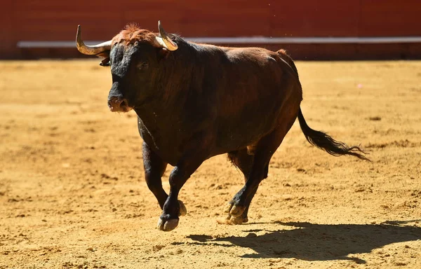 Europeo Toro Runniung Spagnolo Bullring — Foto Stock