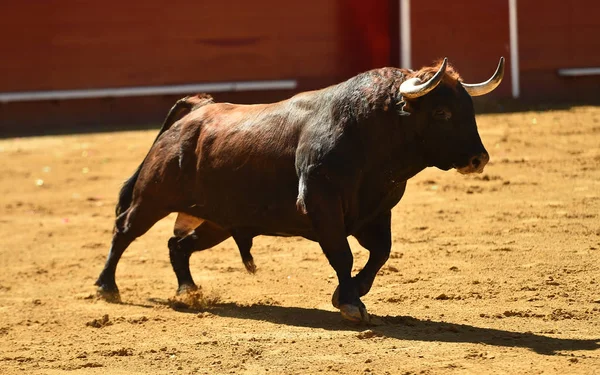 European Bull Runniung Spanish Bullring — стоковое фото