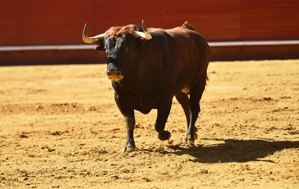 Europeu Touro Runniung Espanhol Bullring — Fotografia de Stock