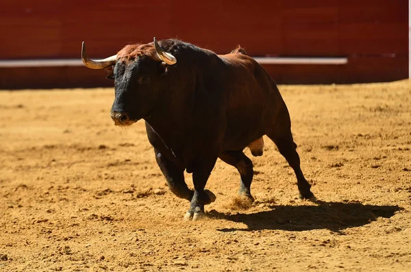 Runniung Ευρωπαϊκό Bull Στην Ισπανική Αρένα Ταυρομαχιών — Φωτογραφία Αρχείου