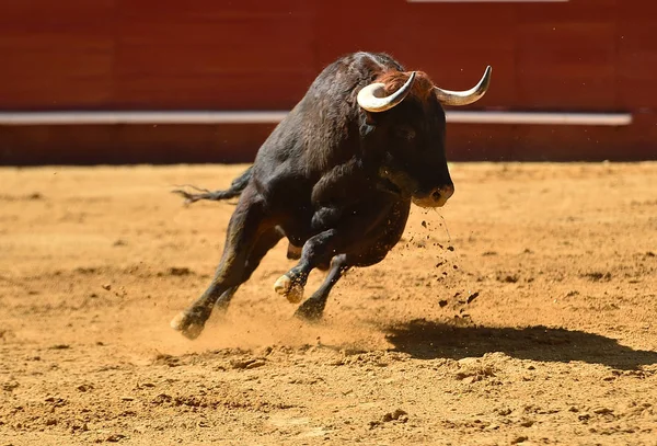 Europeu Touro Runniung Espanhol Bullring — Fotografia de Stock