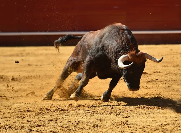 Europäischer Stier Läuft Spanischer Stierkampfarena — Stockfoto