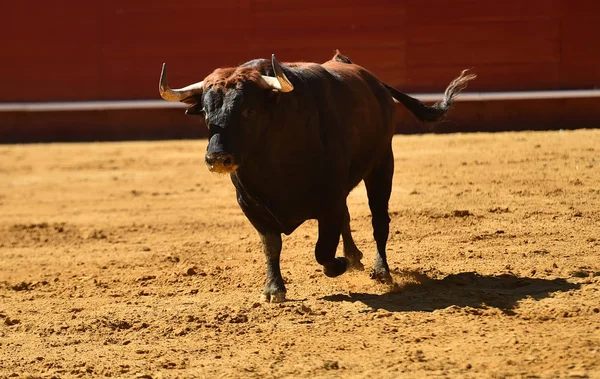 Runniung Ευρωπαϊκό Bull Στην Ισπανική Αρένα Ταυρομαχιών — Φωτογραφία Αρχείου