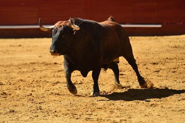 European Bull Runniung Spanish Bullring — Stock Photo, Image