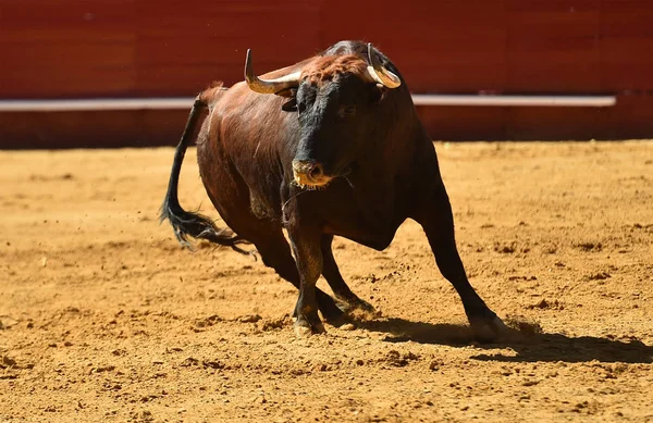 Runniung Ευρωπαϊκό Bull Στην Ισπανική Αρένα Ταυρομαχιών — Φωτογραφία Αρχείου