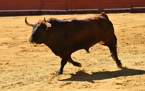 Toro Europeo Runniung Plaza Toros Española — Foto de Stock