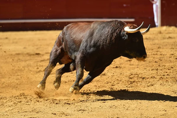 Europäischer Stier Läuft Spanischer Stierkampfarena — Stockfoto