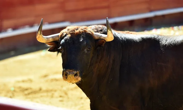 European Bull Runniung Spanish Bullring — Stock Photo, Image