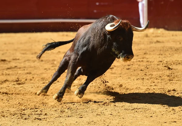 Europeu Touro Runniung Espanhol Bullring — Fotografia de Stock