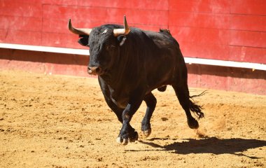 İspanyol bullring boğa
