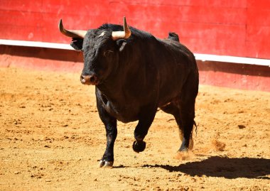 İspanyol bullring boğa