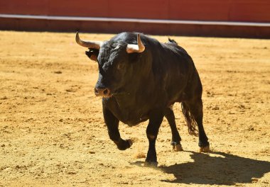 İspanyol bullring boğa