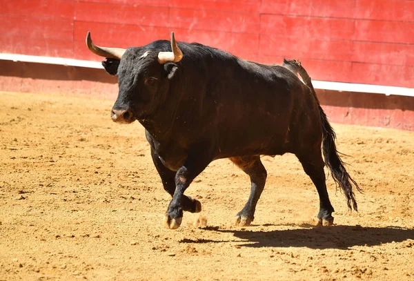 Toro Plaza Toros Española — Foto de Stock