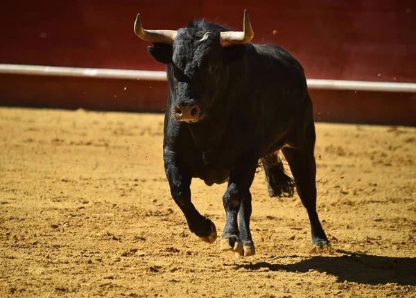 在西班牙斗牛场公牛 — 图库照片