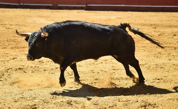 Spanyol Bullring Boğa — Stok fotoğraf