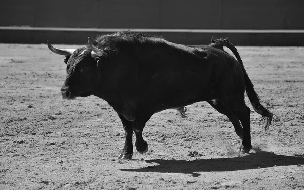 Bull Spanish Bullring — Stock Photo, Image