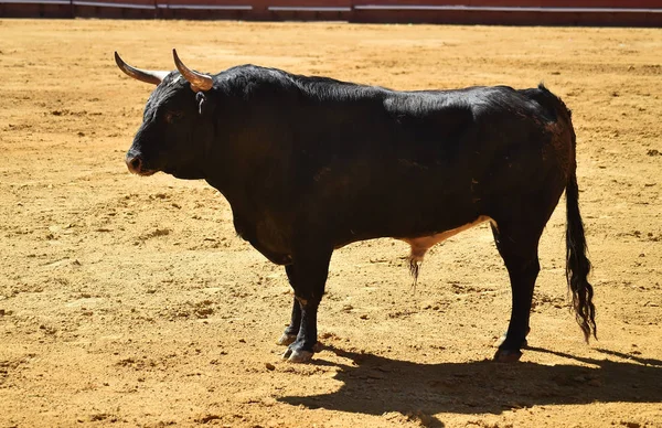 Touro Tournée Espanhola — Fotografia de Stock