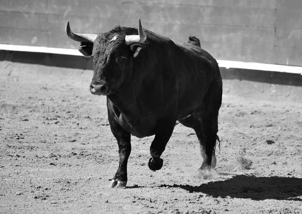 Spanyol Bullring Boğa — Stok fotoğraf