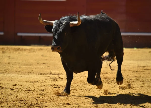 Toro Bullring Spagnolo — Foto Stock