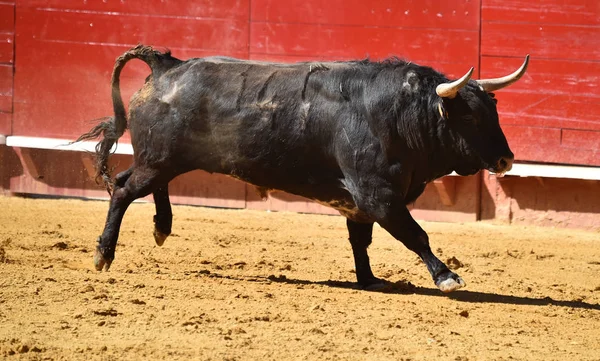 Spanyol Bullring Boğa — Stok fotoğraf