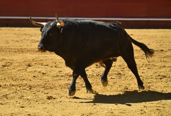 Bull Spanish Bullring — Stock Photo, Image