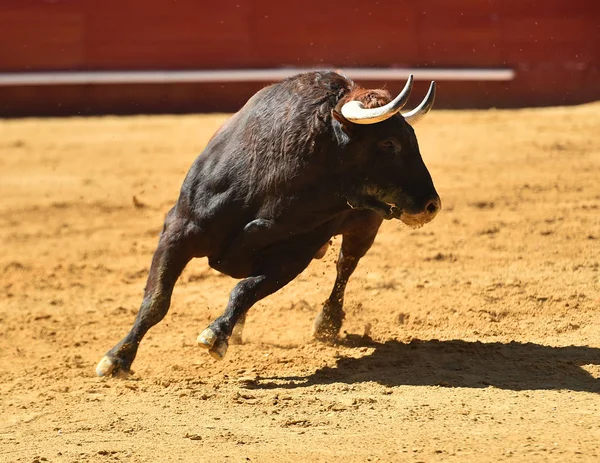 Touro Tournée Espanhola — Fotografia de Stock