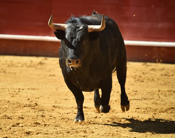 Bull Spanish Bullring — Stock Photo, Image