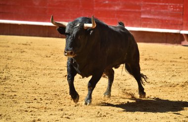 Arena içinde çalışan İspanyol mücadele boğa