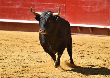 Arena içinde çalışan İspanyol mücadele boğa