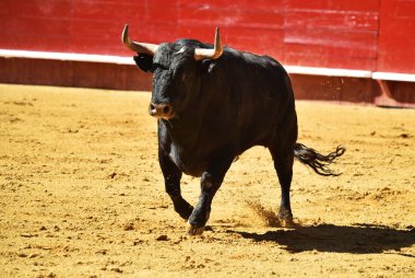 Arena içinde çalışan İspanyol mücadele boğa