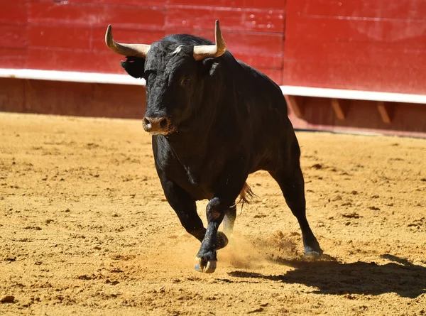 Toro Lucha Español Corriendo Plaza Toros —  Fotos de Stock