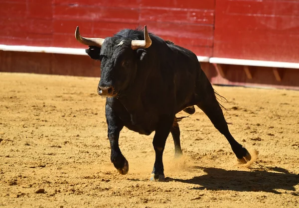 Spaanse Stier Uitgevoerd Arena — Stockfoto