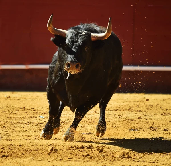 Spanska Striderna Tjuren Kör Tjurfäktningsarena — Stockfoto