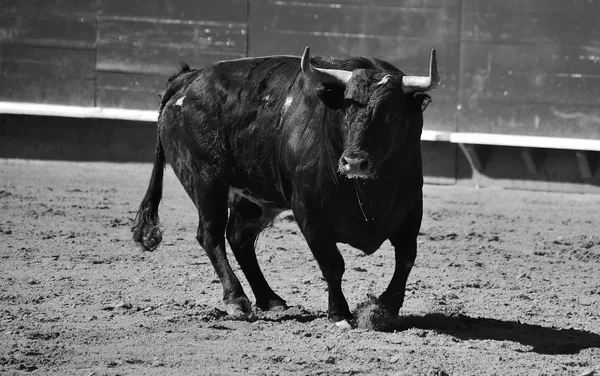 Arena Içinde Çalışan Spanyol Mücadele Boğa — Stok fotoğraf