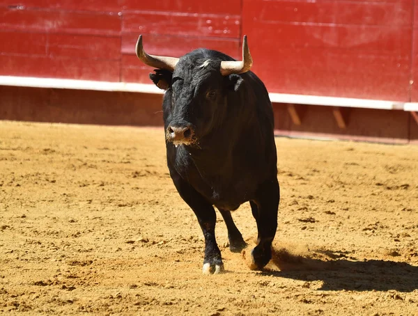 spanish fighting bull running in bullring