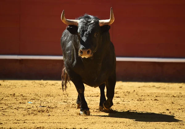 spanish fighting bull running in bullring