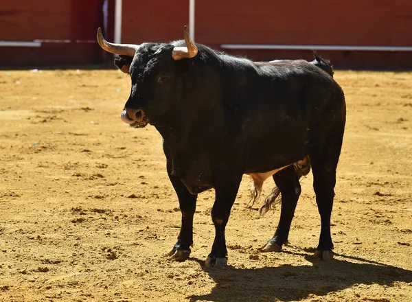 Toro Lucha Español Corriendo Plaza Toros —  Fotos de Stock