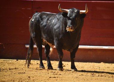 Arena içinde çalışan İspanyol mücadele boğa