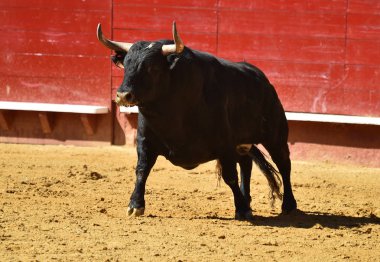 Arena içinde çalışan İspanyol mücadele boğa