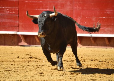 Arena içinde çalışan İspanyol mücadele boğa