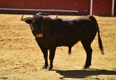 Arena içinde çalışan İspanyol mücadele boğa