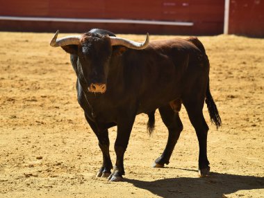 Arena içinde çalışan İspanyol mücadele boğa