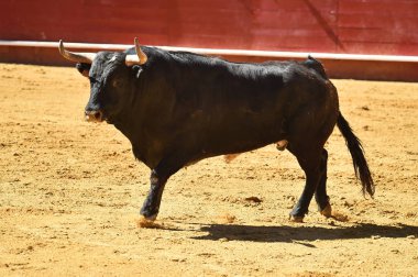 Arena içinde çalışan İspanyol mücadele boğa