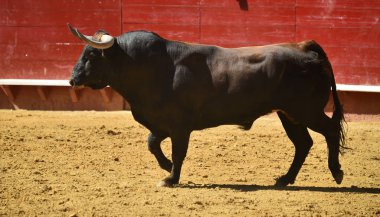 Arena içinde çalışan İspanyol mücadele boğa
