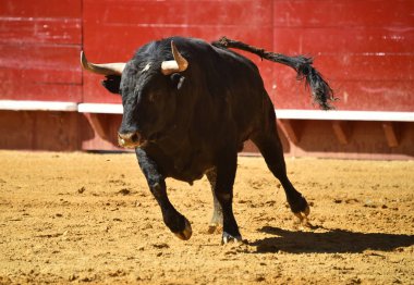 Arena içinde çalışan İspanyol mücadele boğa