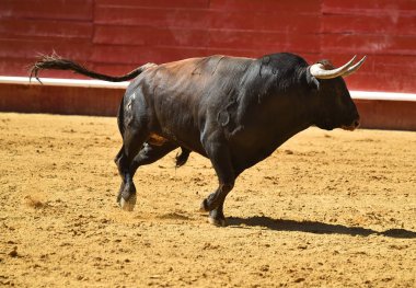 Arena içinde çalışan İspanyol mücadele boğa