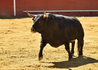 Arena içinde çalışan İspanyol mücadele boğa